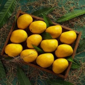 Alponso Mango
