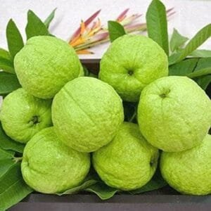 Guava big size