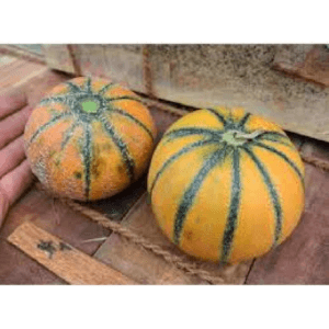 Rajasthan melon